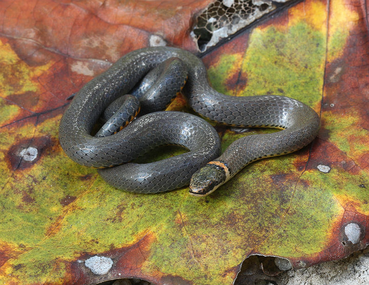 Ringneck Snake